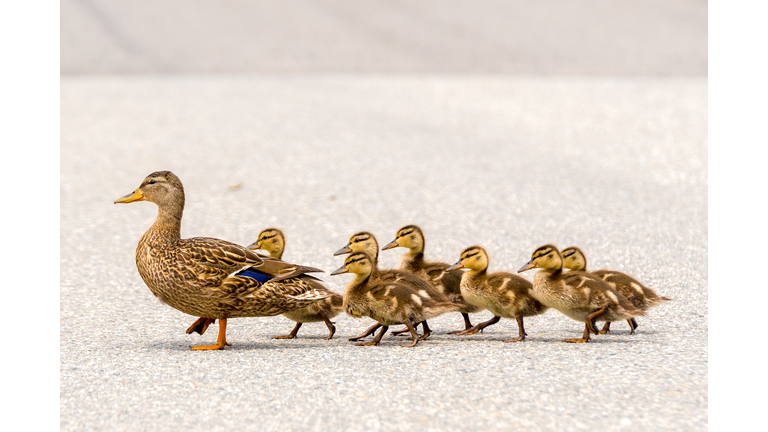 Duck And Ducklings On A Road