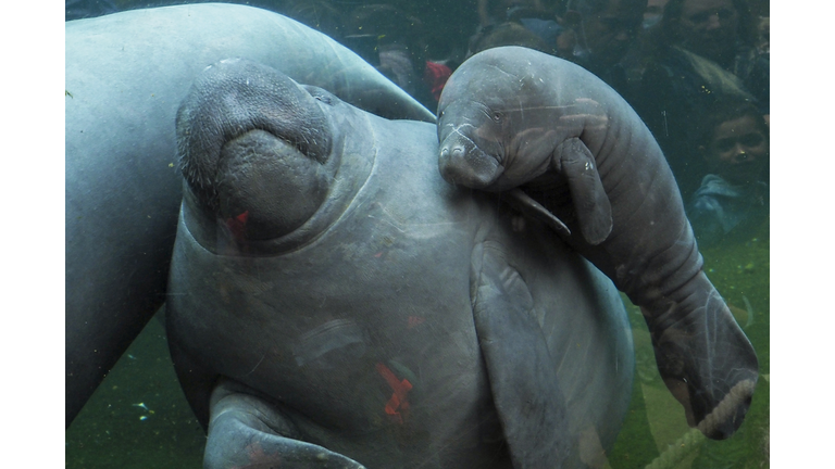 Congressman Vern Buchanan Introduces Bill to List Manatees as Endangered