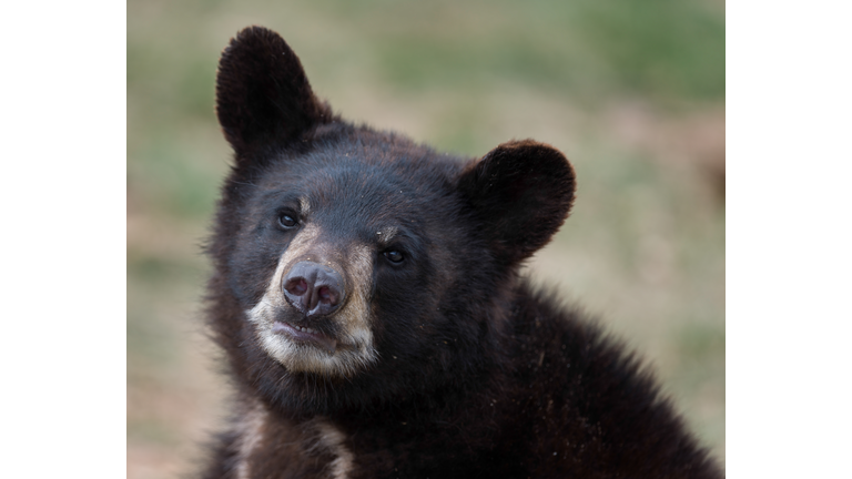 Black bear cub