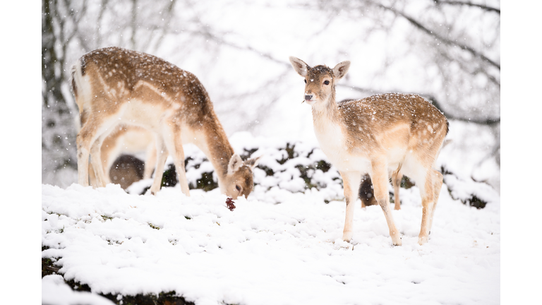 Big Freeze Brings Snow, Ice and Flooding To The UK