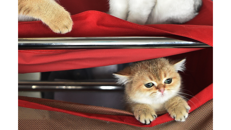 Watch a Kitten Fall In Love With Foster Mom, as She Sings