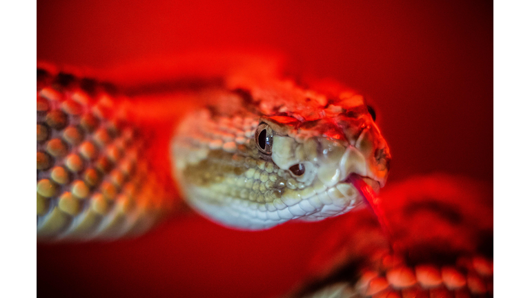 NICARAGUA-SNAKES-PHOTOGRAPHY