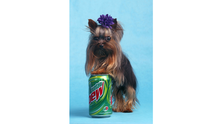 Yorkshire Terrier Vies For Title Of World's Smallest Dog
