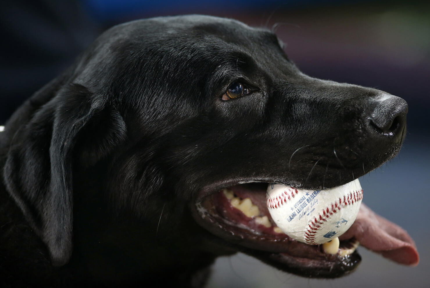 A black labrador with a baseball in its mouth. 