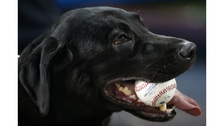 A black labrador with a baseball in its mouth. 