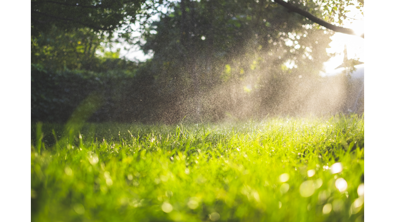 Fresh green grass and water drops over it sparkling in sunlight.