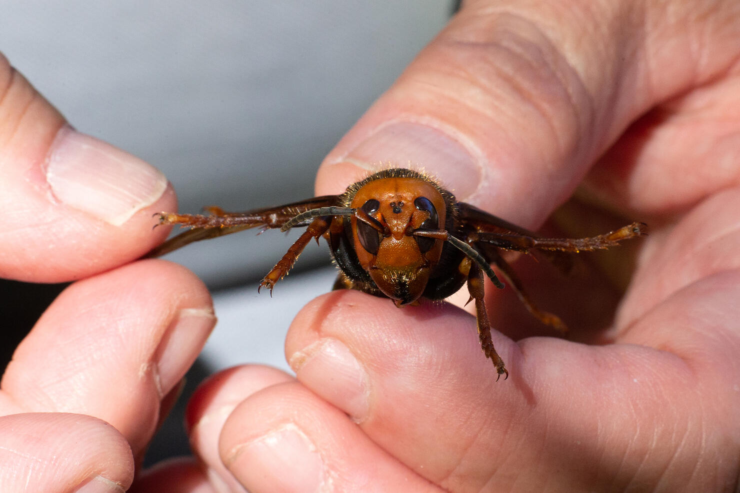 Washington State Department Of Agriculture Sets Traps For Asian Giant Hornets