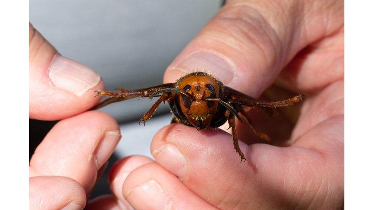 Washington State Department Of Agriculture Sets Traps For Asian Giant Hornets