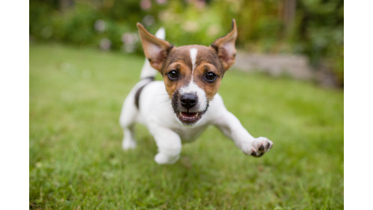 Funny happy Dog