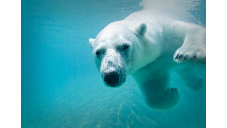 Polar bear swimming