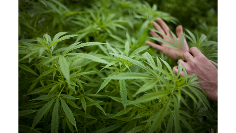 Israel Pioneers Use Of Medical Marijuana