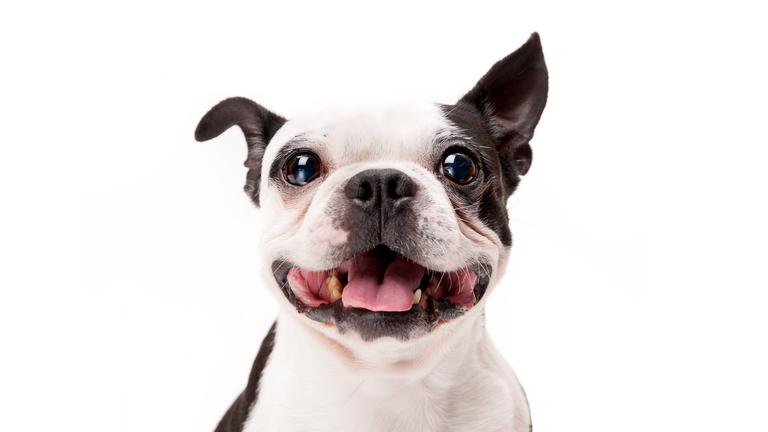 Smiling Boston Terrier Dog on White Background Close-up