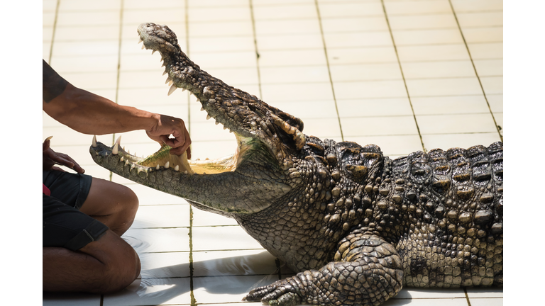 Crocodile huntsman grab tongue of big alligator