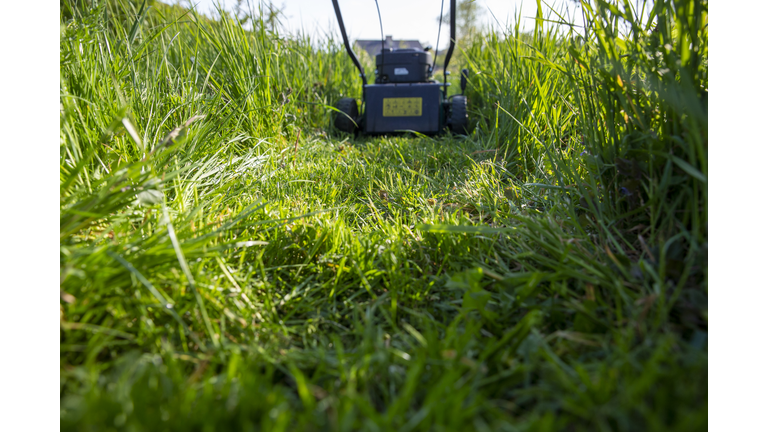 GARDEN GRASS LAWN  NO MOW MAY