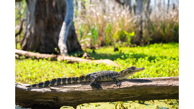 Small Aligator Sunning in the Louisiana Manchac Swamp