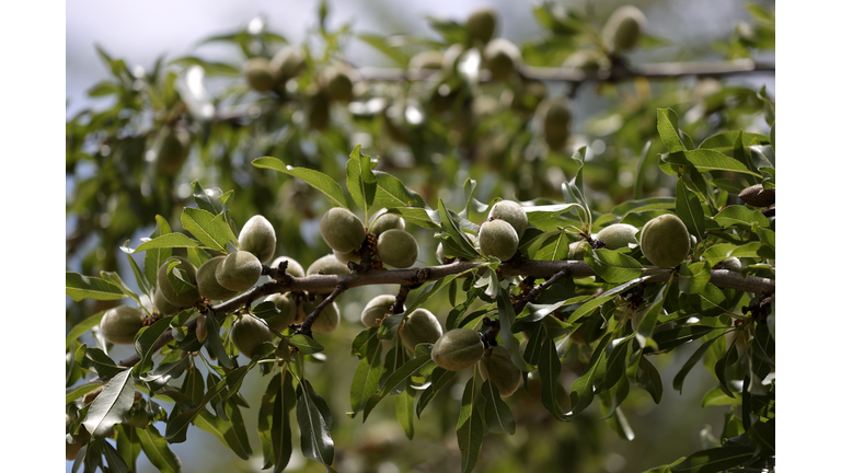 California's Central Valley Struggles With Worsening Drought