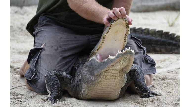 US-ANIMAL-ALLIGATORS-CONSERVATION