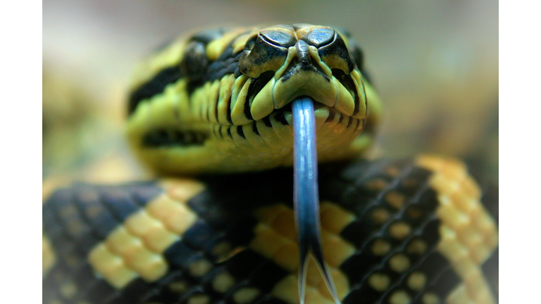 Carpet Python Toungue