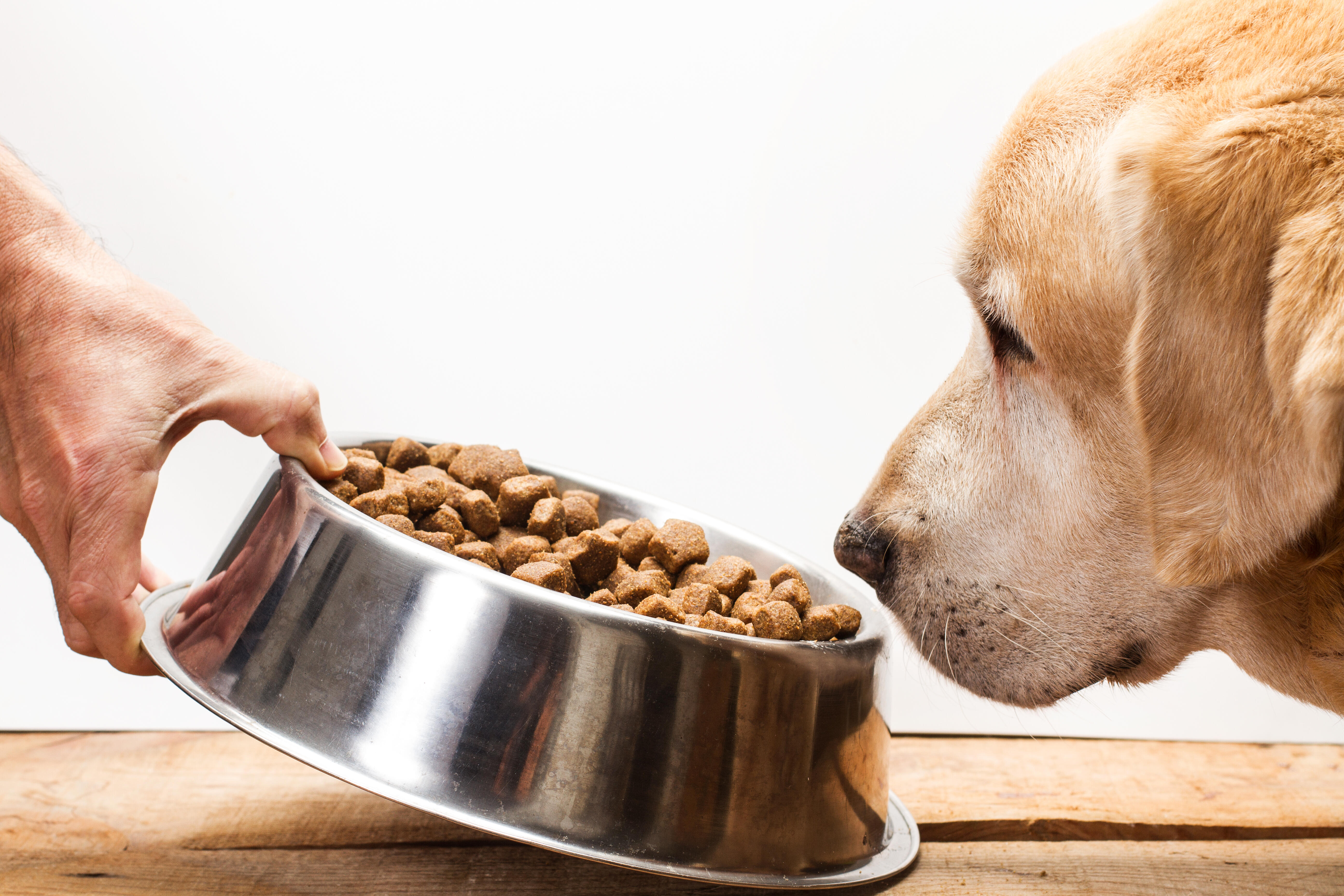 Питание собаки сухим кормом