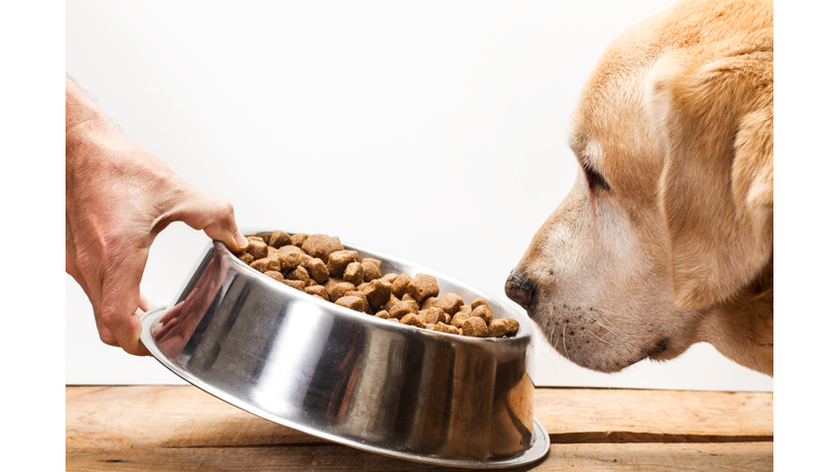 Labrador retriever dog eating