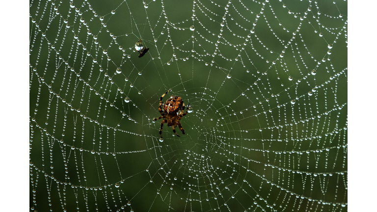 FRANCE-SPIDER-FEATURE