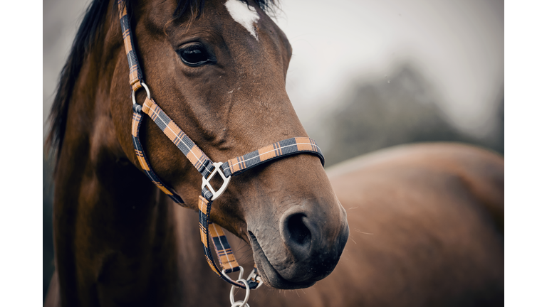 Portrait of a sports horse