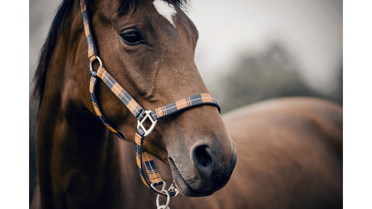 Portrait of a young sports horse