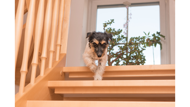 Dog is running down stairs - Jack Russell Terrier