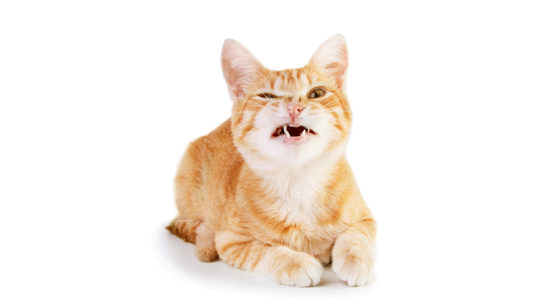 Isolated picture of an angry cat