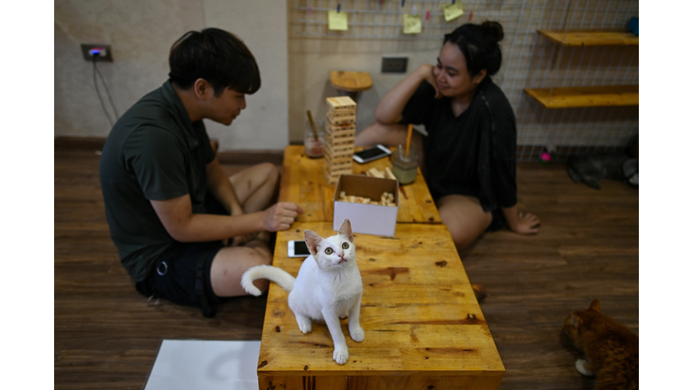 VIETNAM-LIFESTYLE-CAT-DAY-OFFBEAT