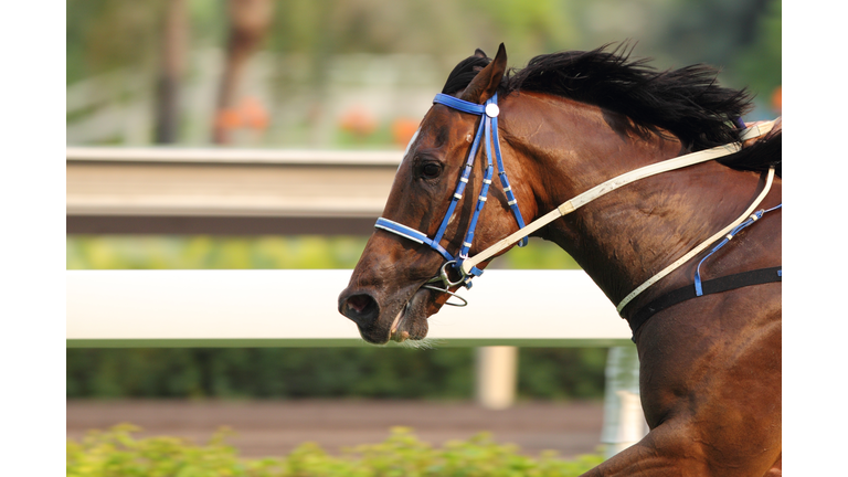 Horse running on a track in motion