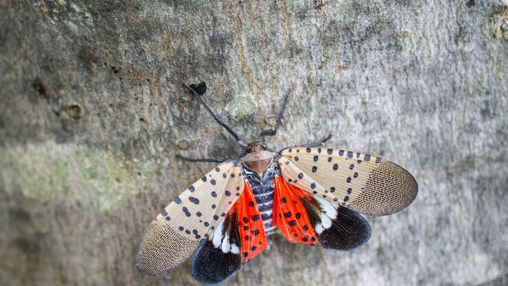If You See This Invasive Insect, You Ought to Destroy It