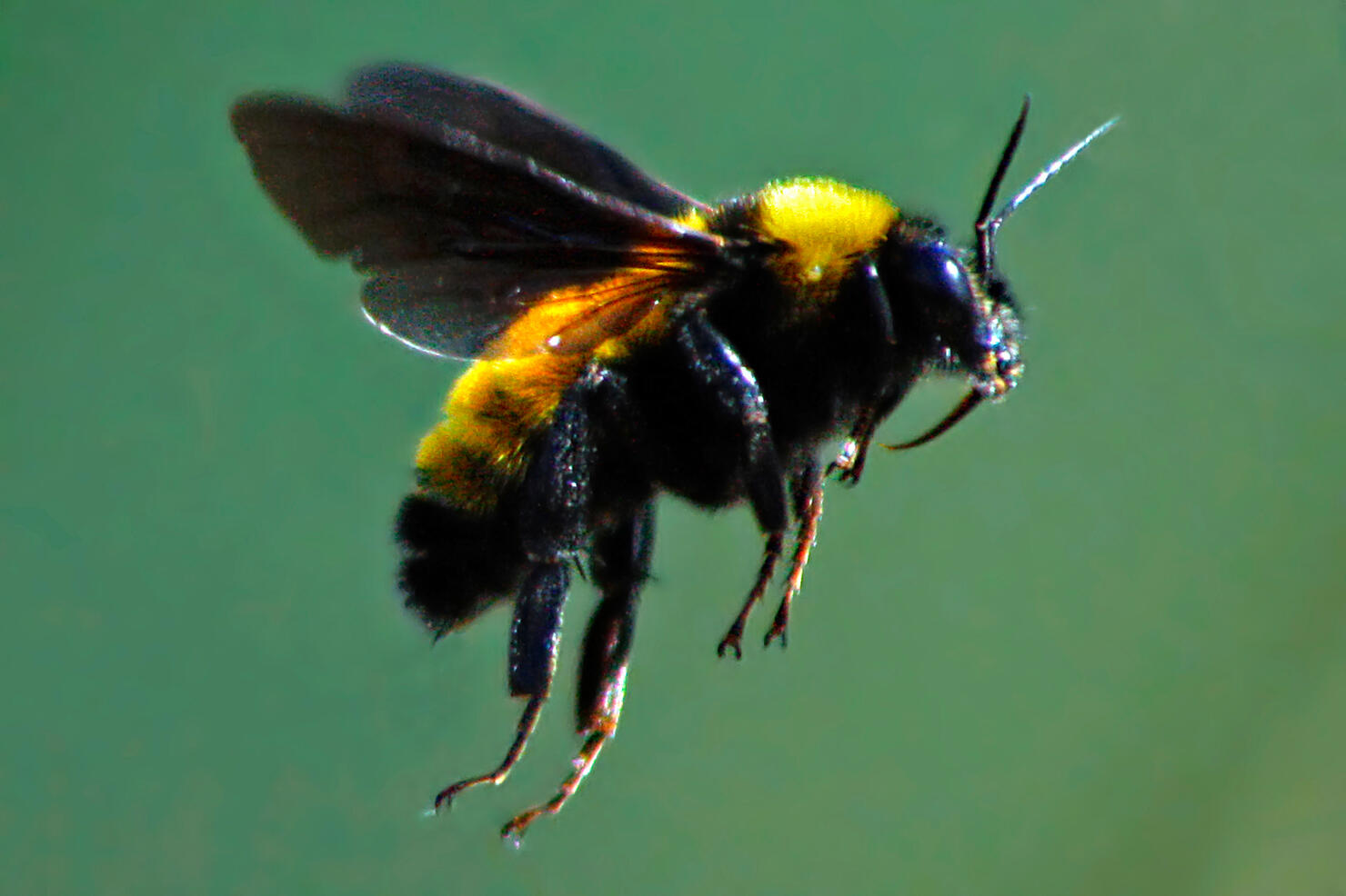 Bee in flight