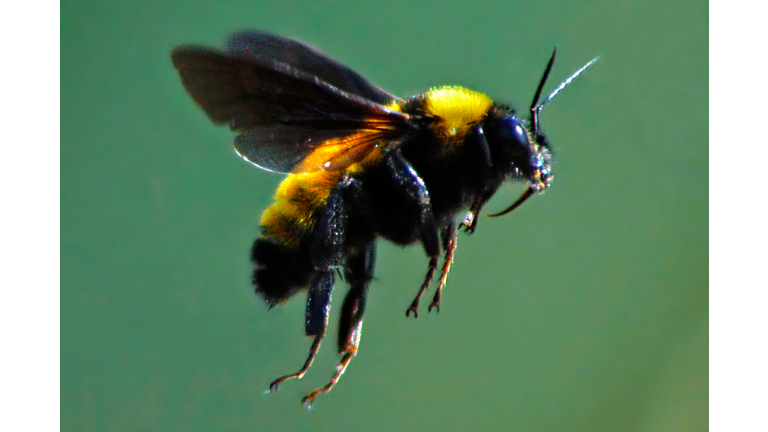 Bee in flight