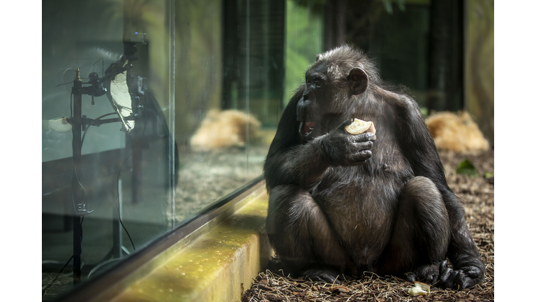 Chimps Entertained With Online Streaming Between Zoos
