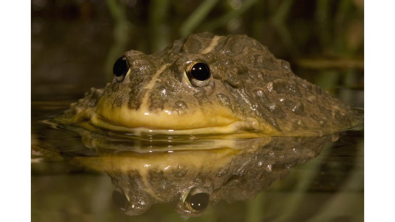 African Bullfrog in Pond