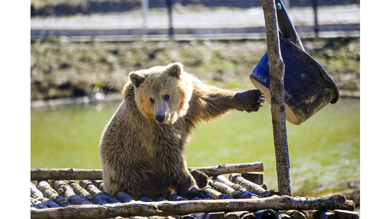 BEARS-ANIMAL-ENVIRONMENT