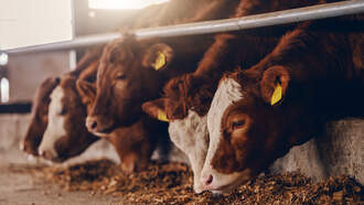 Calls To Texas Poison Control Spike 500% Due To Livestock Dewormer