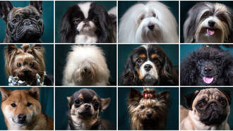 This Is The Most Popular Dog Breed In Texas