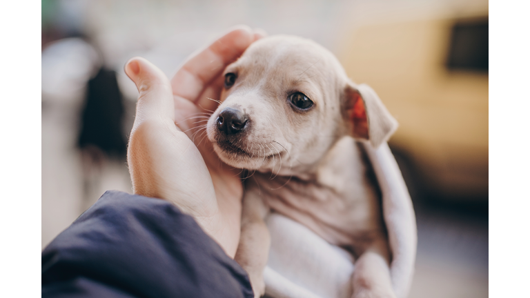 Cute little staff terrier puppy in cozy warm blanket in autumn park. Hand hugging scared homeless beige puppy in city street. Adoption concept. Dog shelter.