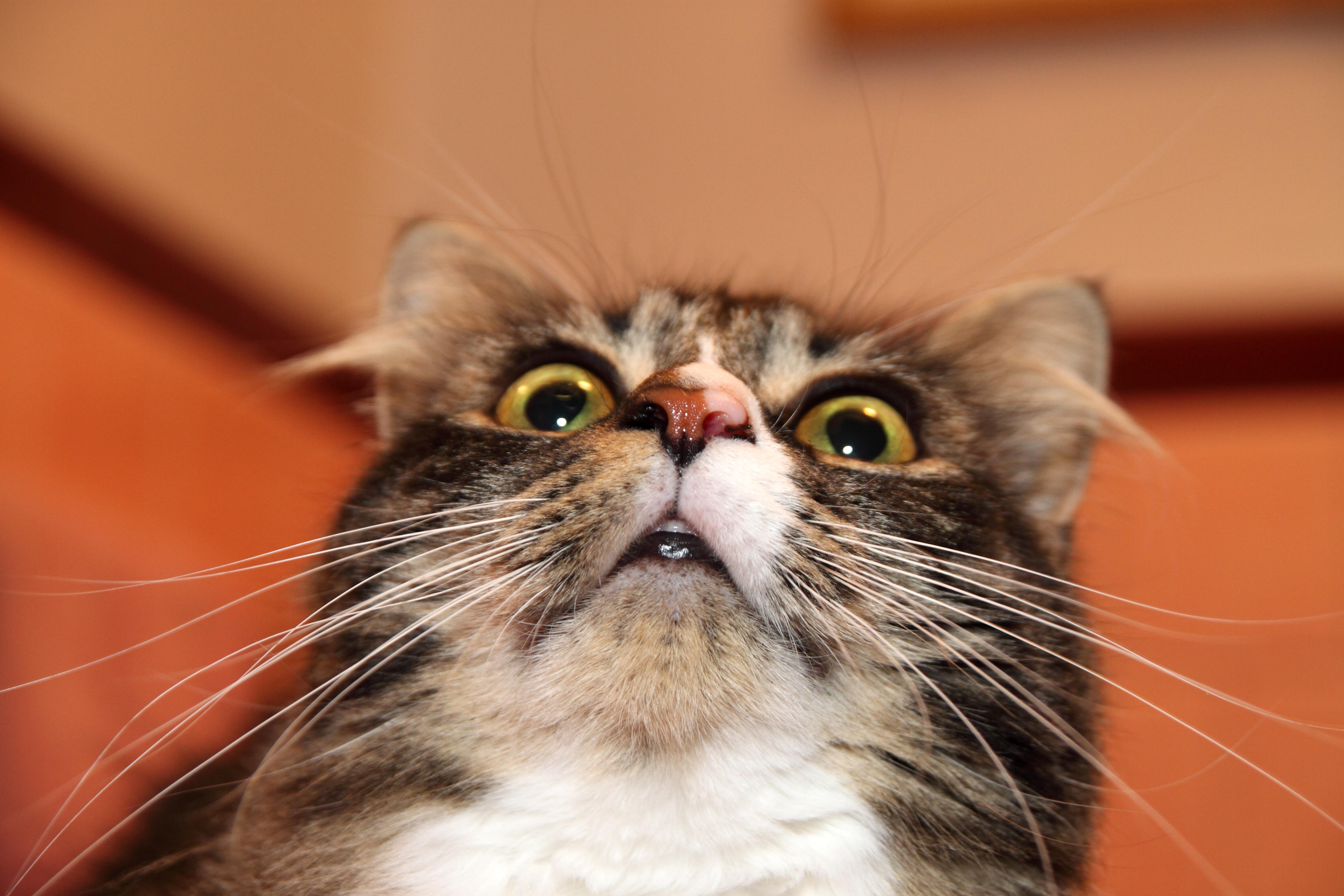Кошка удивлена. Удивленный кот. Увидленый кот э. Удивенный котэ. Кот в шоке.