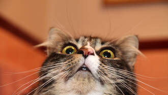 Students At Kentucky High School Keep Acting, Dressing Like Cats