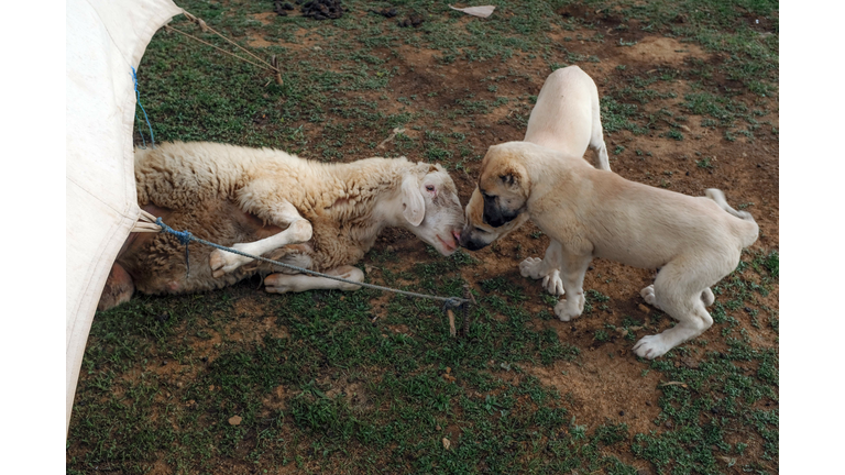 AGRICULTURE-ANIMAL-PASTORALISM