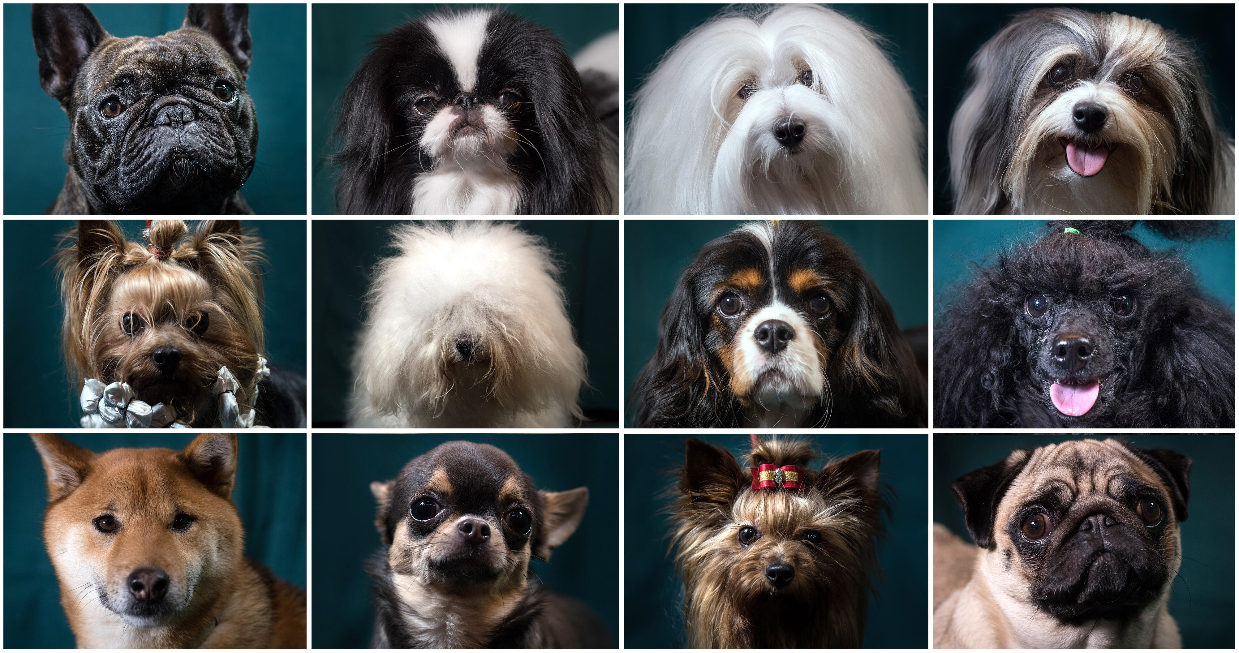 Most Popular Dog Breeds by State