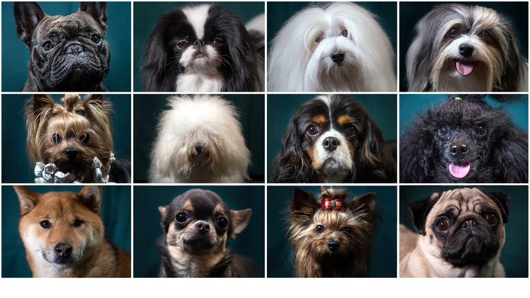 Crufts 2017 - Portraits Of Man's Best Friend