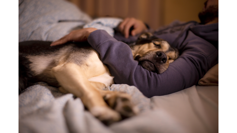 dog sleeping in its owner's bed