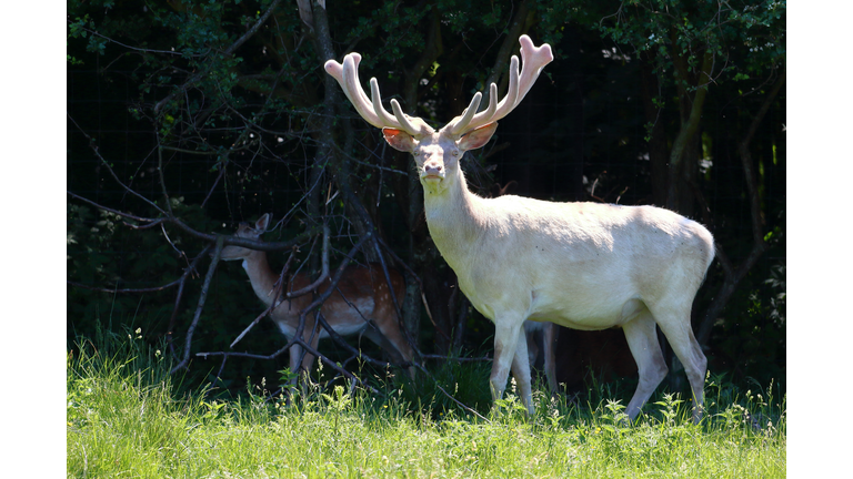 Albino white deer