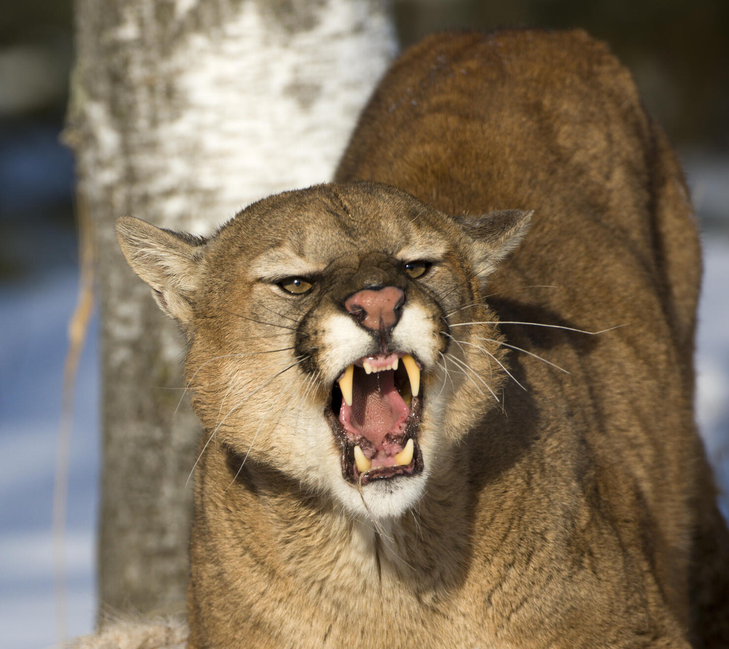 Threatening and powerful mountain lion.