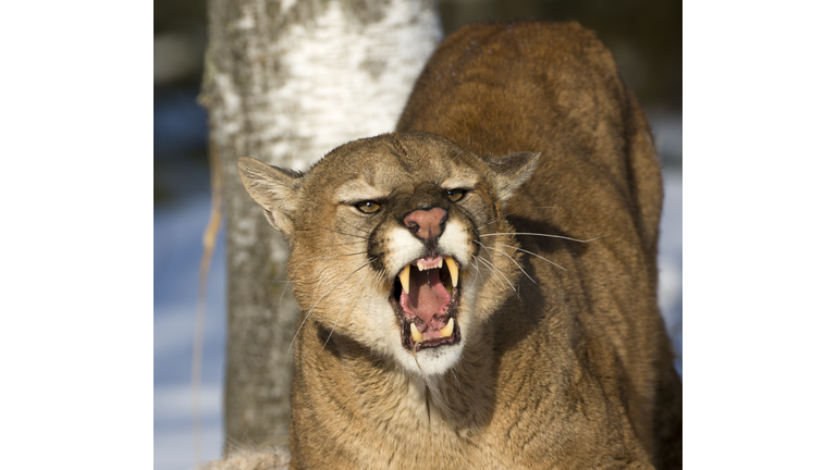 Threatening and powerful mountain lion.