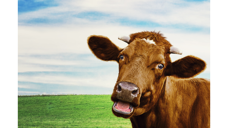 Cute cow at the meadow. Selective focus